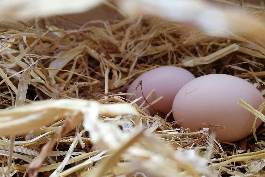 Imkagen de dos huevos sobre un lecho de paja